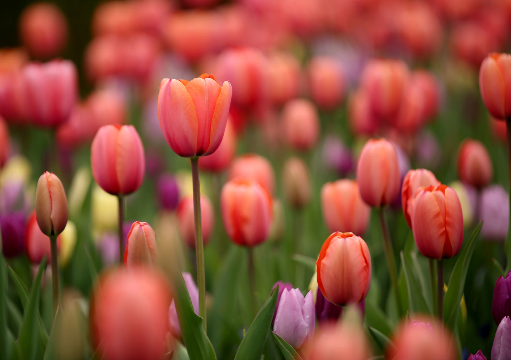 Philbrook Gardens